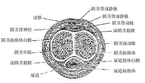 陰莖擺放位置|解剖學